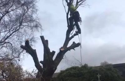 Welcome to Nelson Tree Care Ltd
